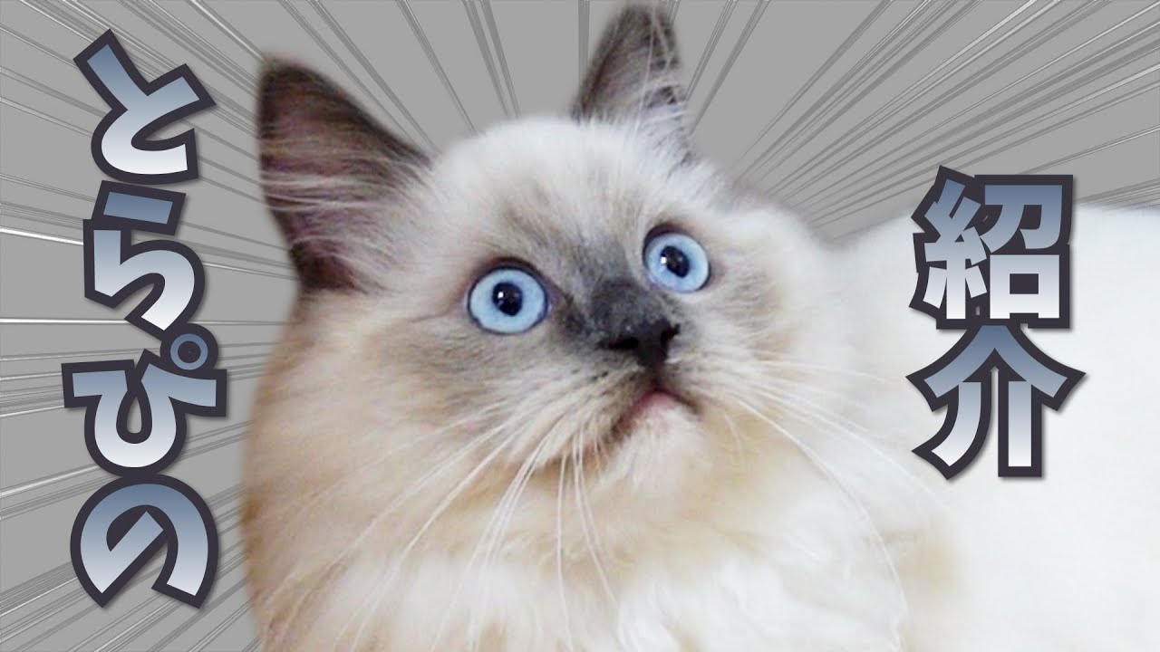 【生後5ヶ月⇒10ヶ月の記録】我が家に子猫のラグドールがやって来た！