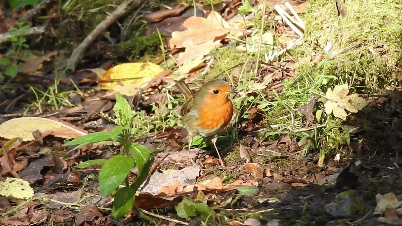 Woodland Wildlife at Folly Farm  3rd Dec