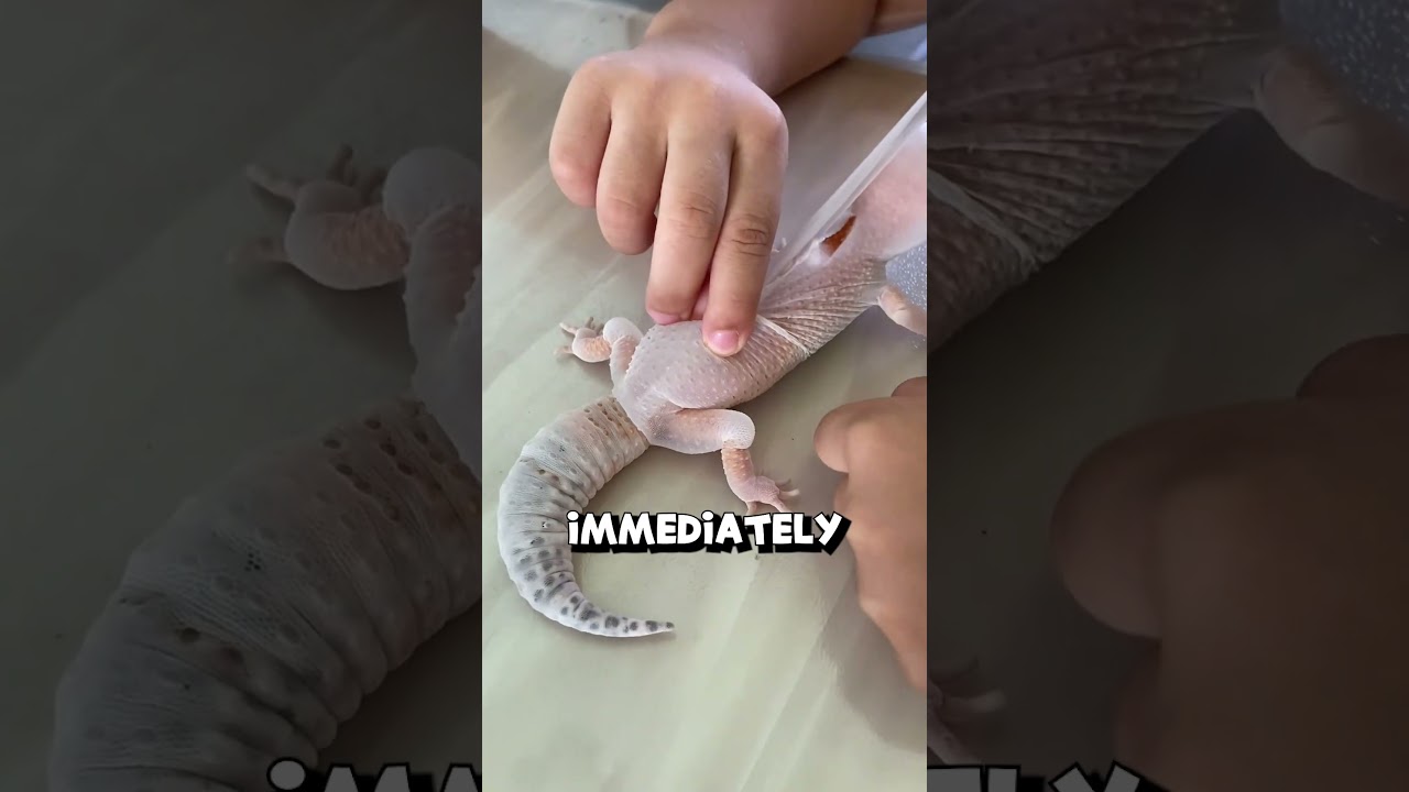 Excess Gecko Shedding