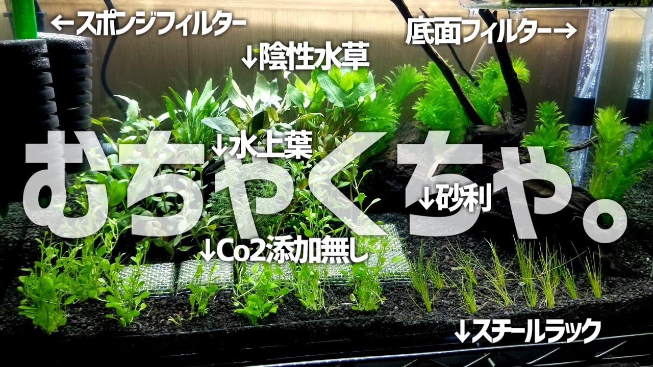 アクアリウム歴0ヶ月。失敗ばかりだった頃の未公開水槽を一挙紹介！#328【アクアリウム】
