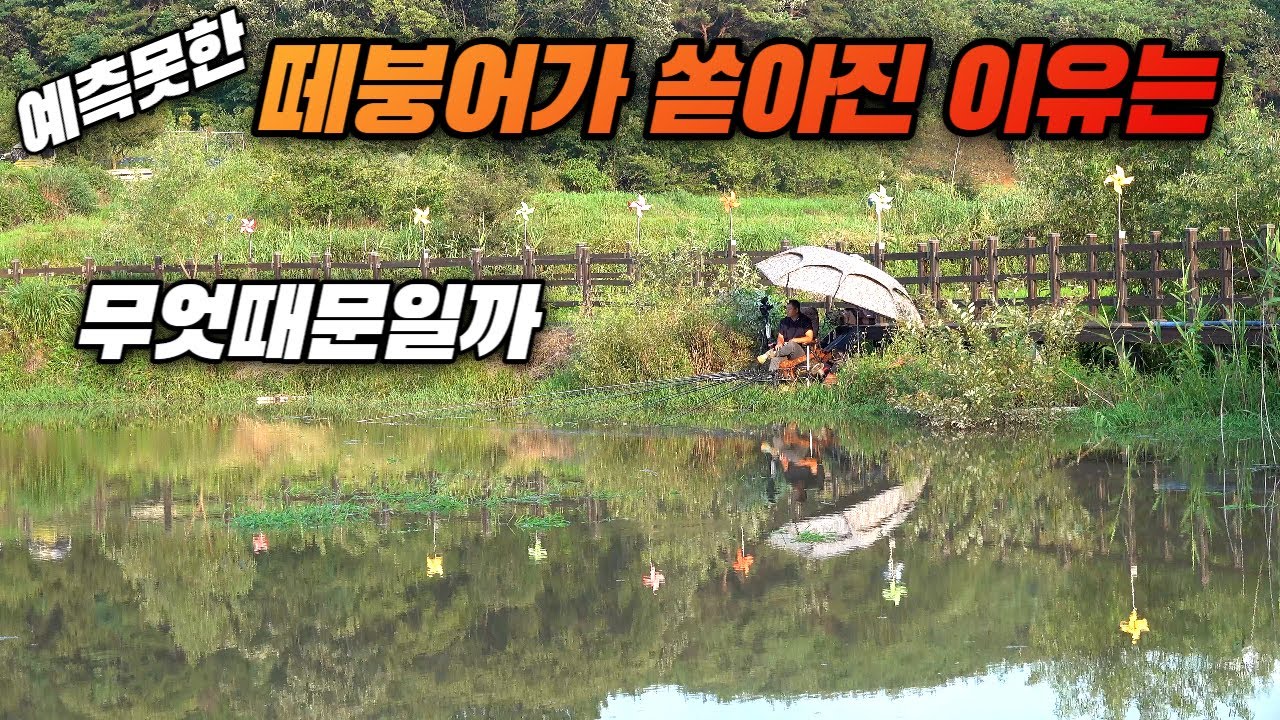 예측 못한 떼붕어가 쏟아지는 이유는 아마도