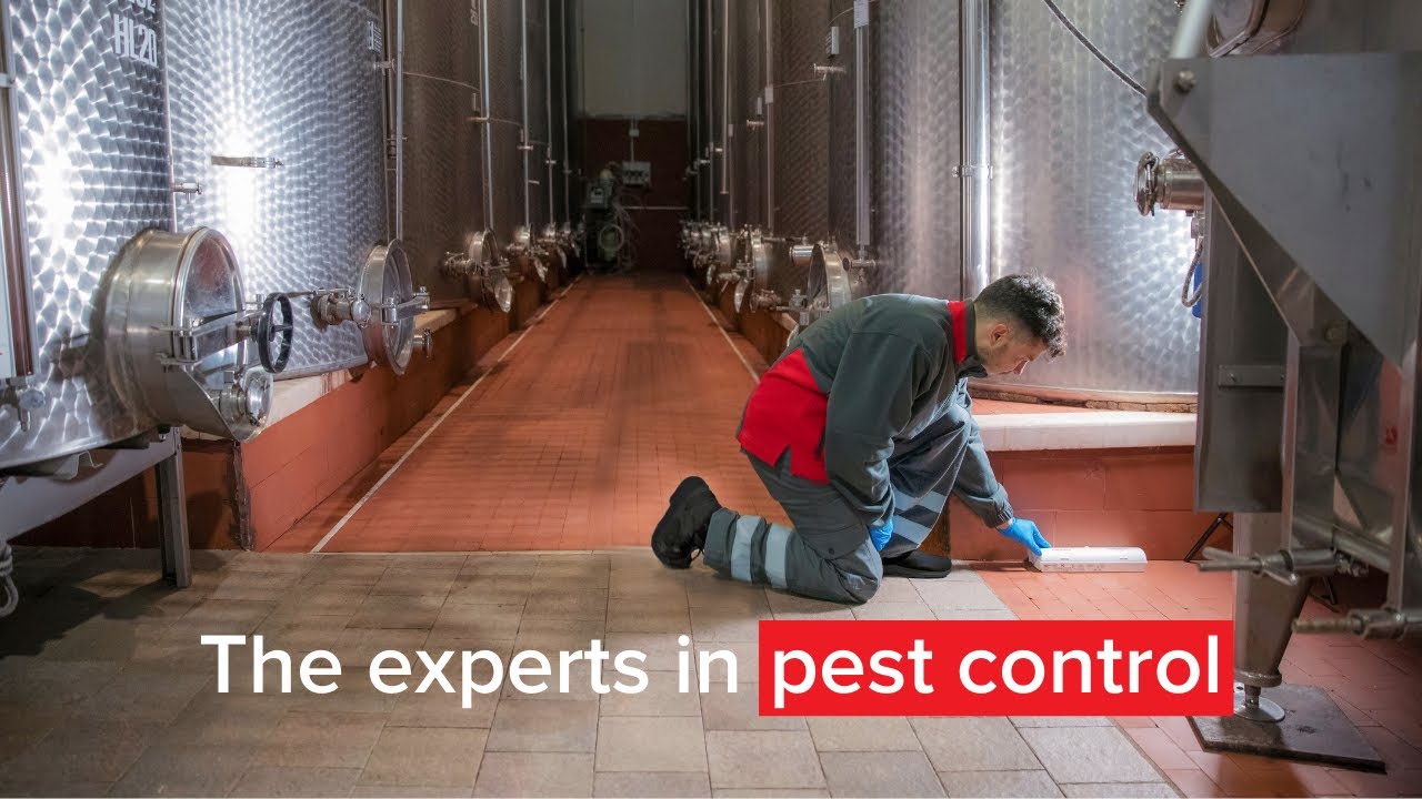 Introducing Rentokil: Global experts in commercial pest control