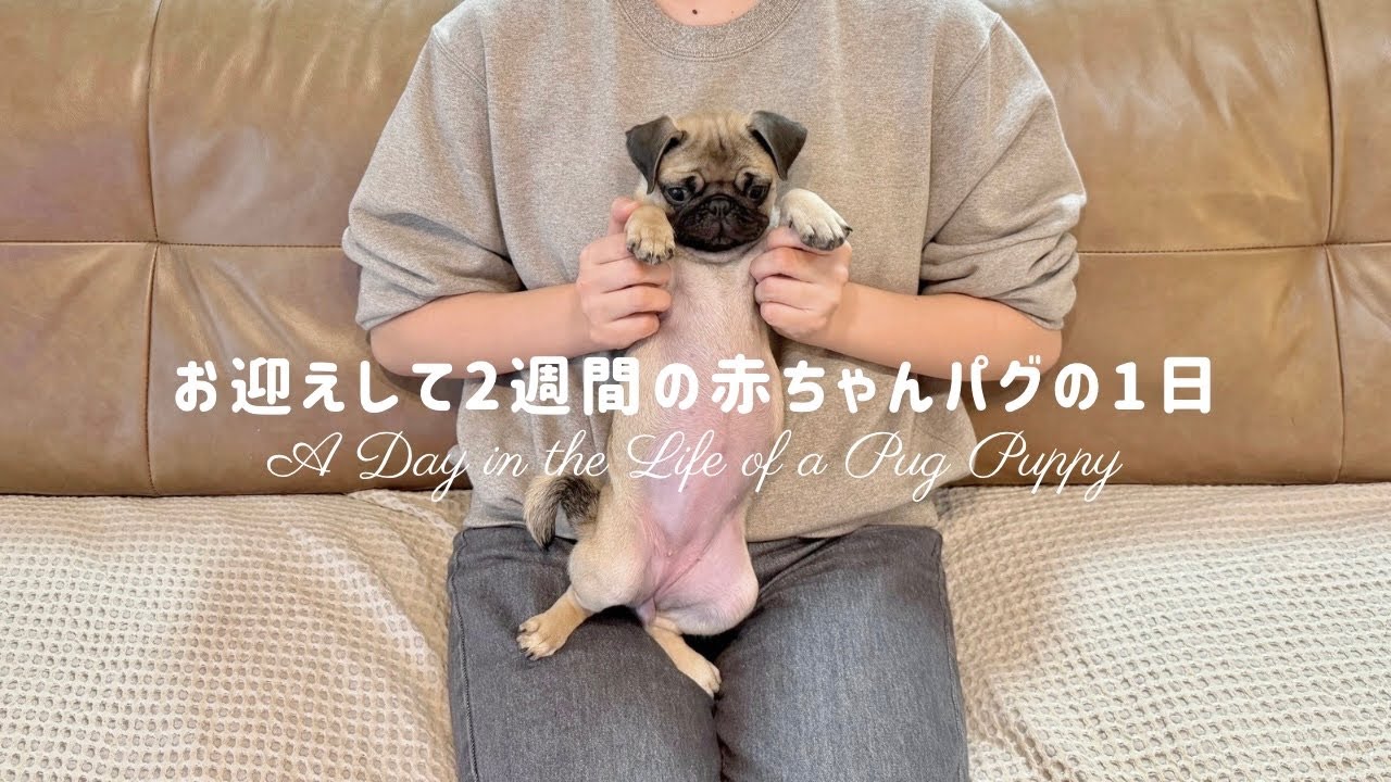 【癒し🐶】お迎えして2週間の赤ちゃんパグの1日に密着