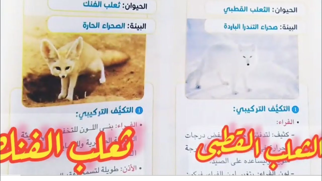 مقارنة بين الثعلب القطبى وثعلب الفنك||علوم ترم1|| الرابع الابتدائى 2024