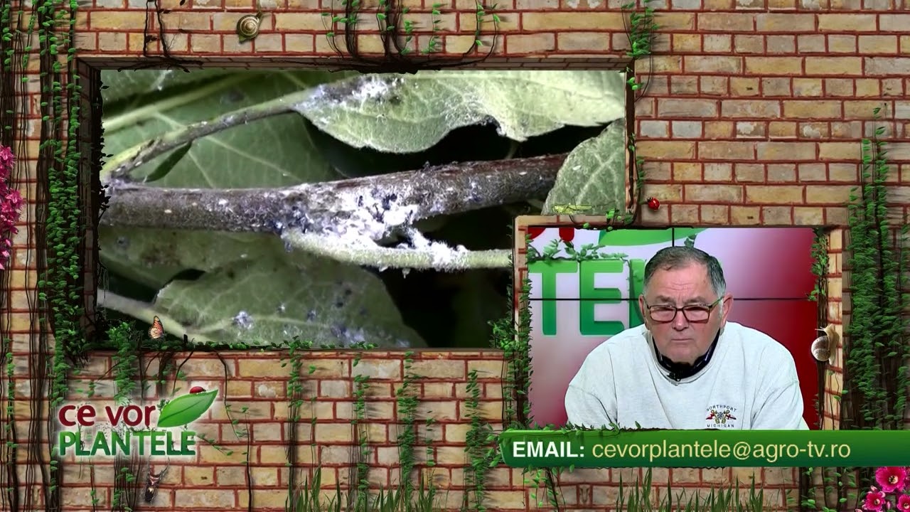 Cum scăpăm de paduchele lânos?