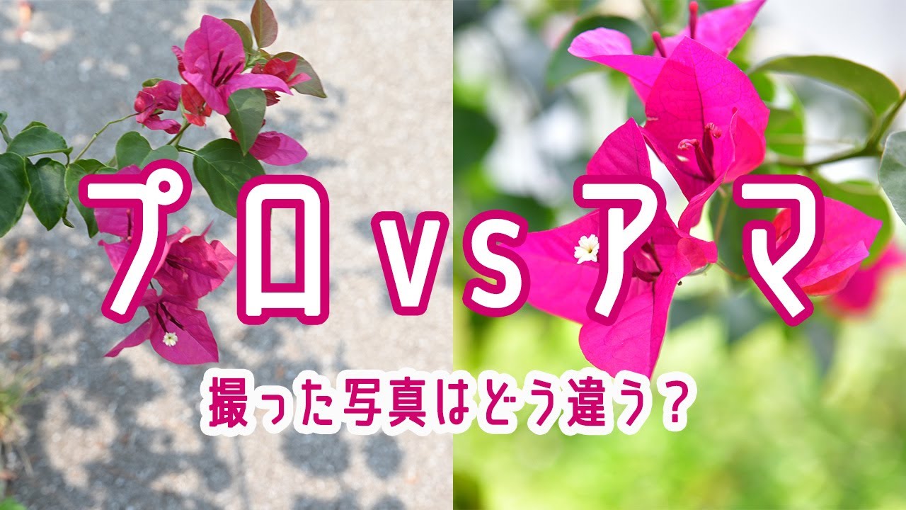【プロvsアマ】夫婦対決＠沖縄宮古島！同じ場所で撮ったのに、こんなに違う写真になった！撮影時の設定も紹介！海とこちゃっこの笑顔で癒されよう！伊良部大橋のドライブも！【一緒に旅気分を味わえる動画です】