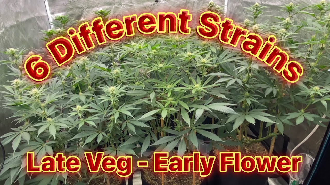 Growing 6 Different Strains of Cannabis in One 4x4 -  Late Veg - Week 3 of Flower
