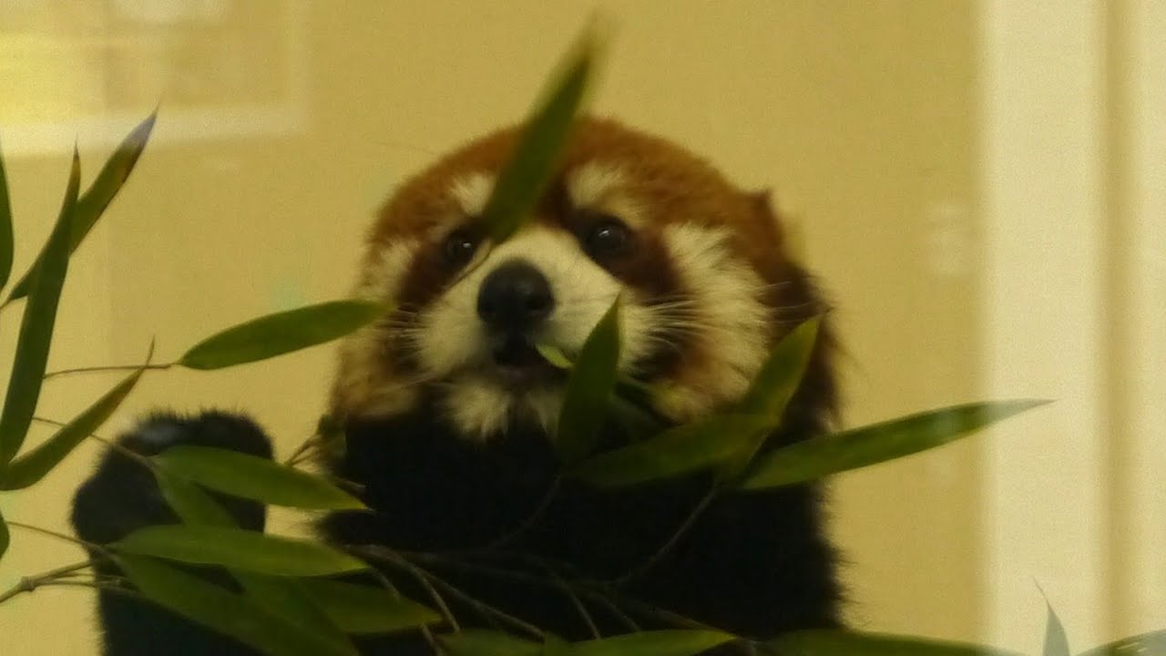 【レッサーパンダ】笹の葉を食べています「安佐動物公園」