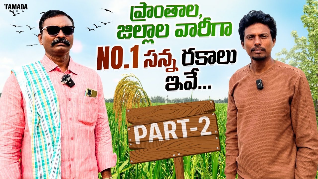 Best paddy seeds | 13 years అనుభవం కలిగిన రైతు విశ్లేషణాత్మక  వివరణ