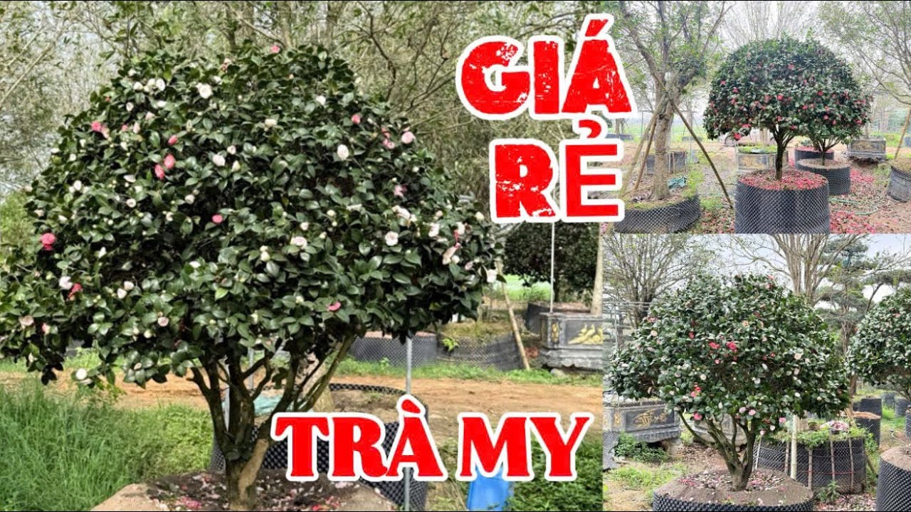 ĐẦU NĂM CHIA SẺ CÂY cảnh , bonsai Giá Rẻ … 