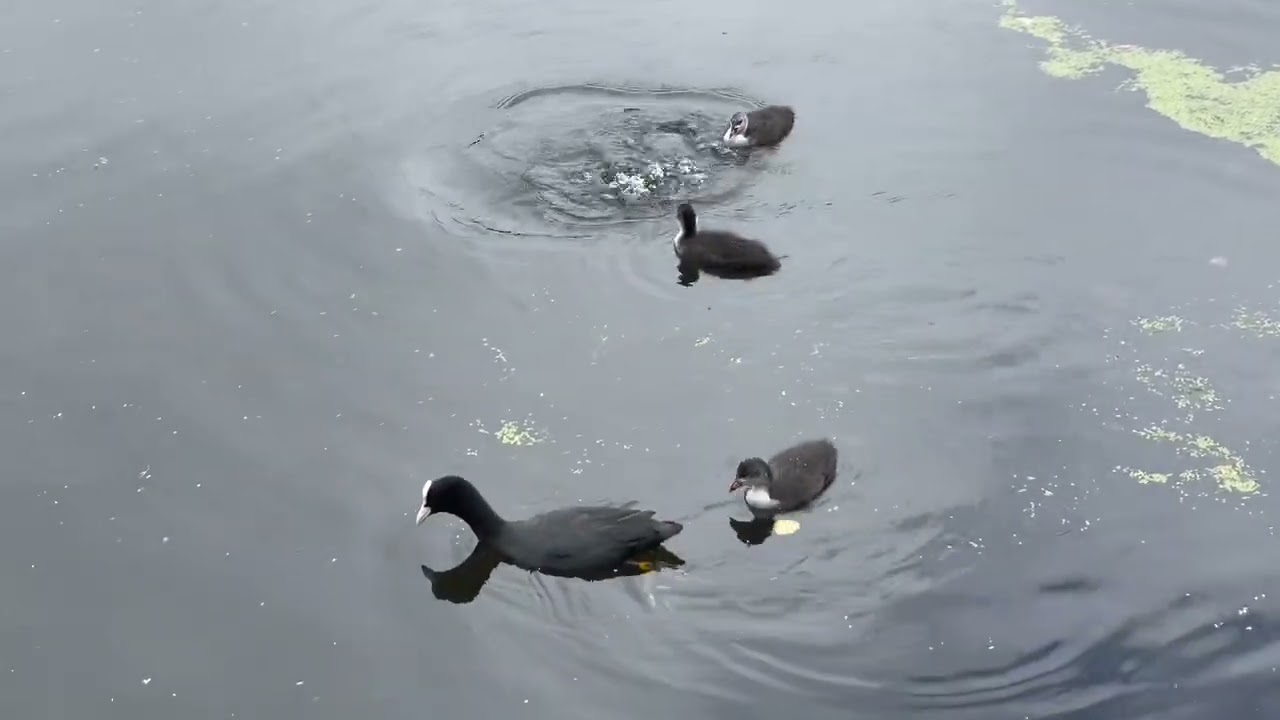 YOUNG COOTS; WITH MA+PA DOING ALL THE GOOD STUFF!