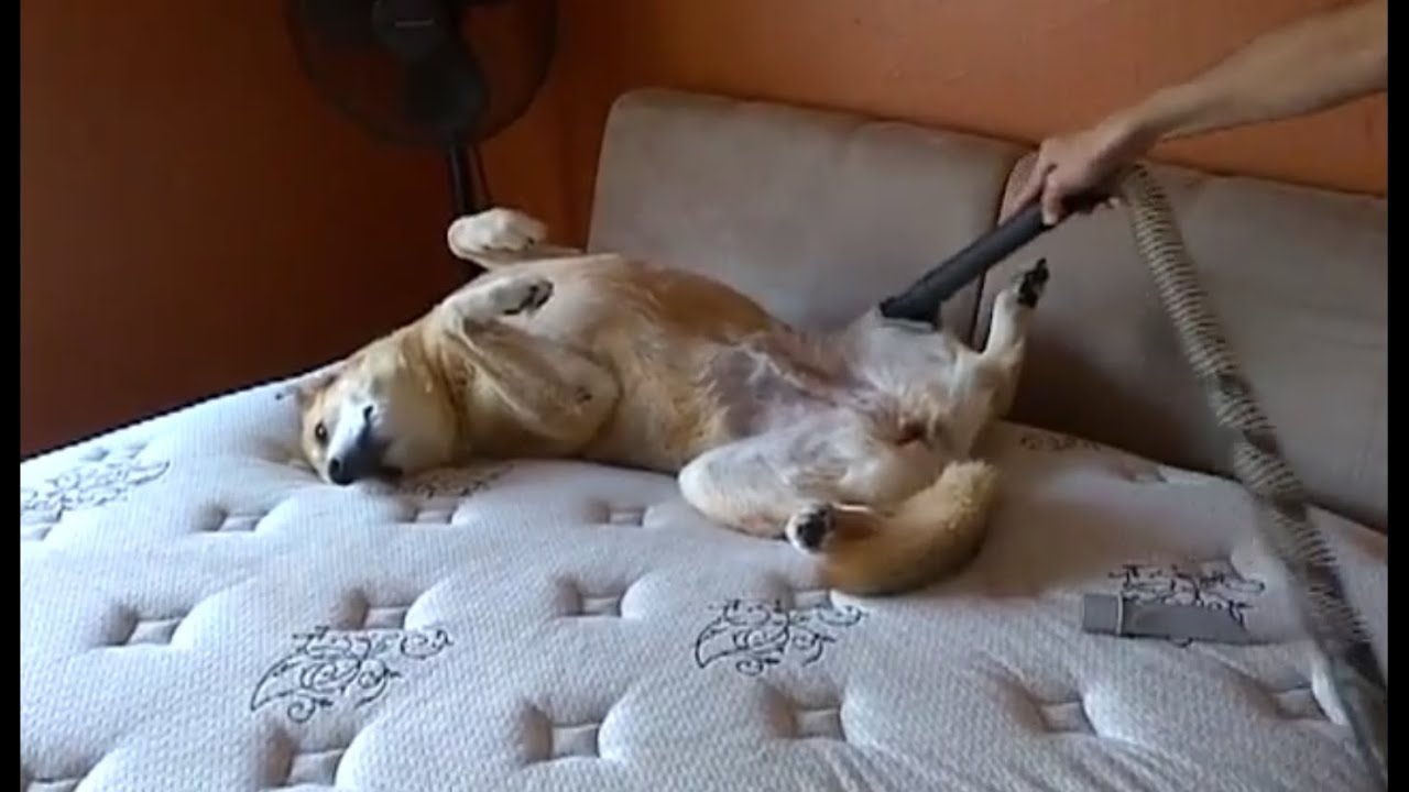 Dogs Enjoy Being Vacuumed