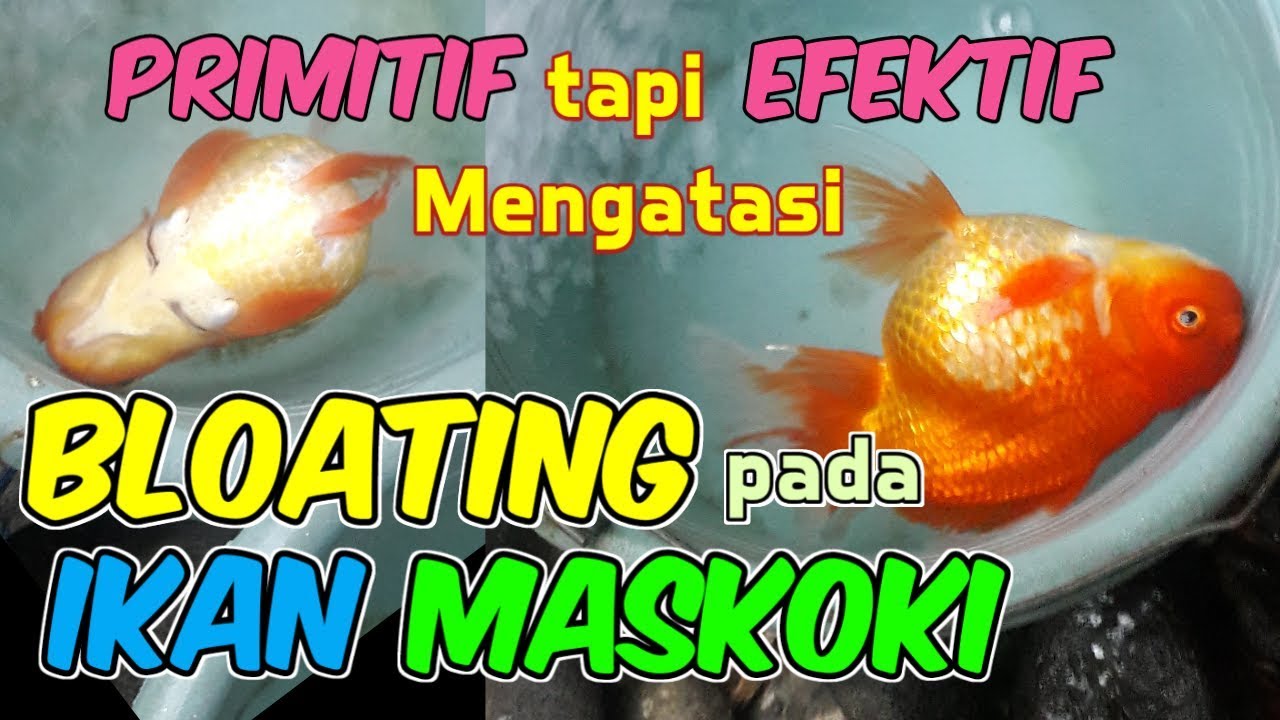 CARA PRIMITIF tapi EFEKTIF mengatasi ikan maskoki berenang terbalik/bloating/kembung