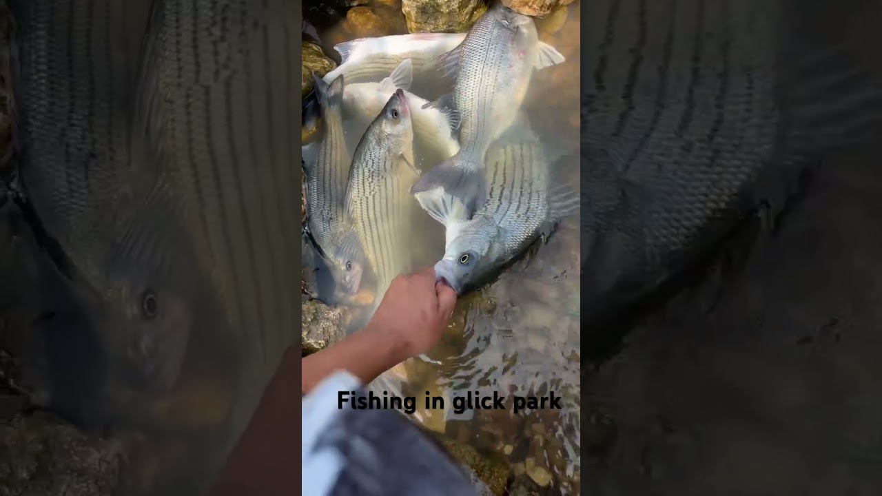 Catching giant white bass in Ohio glick park dam #carp #riverbass #kayakbassfishing #bassfishing