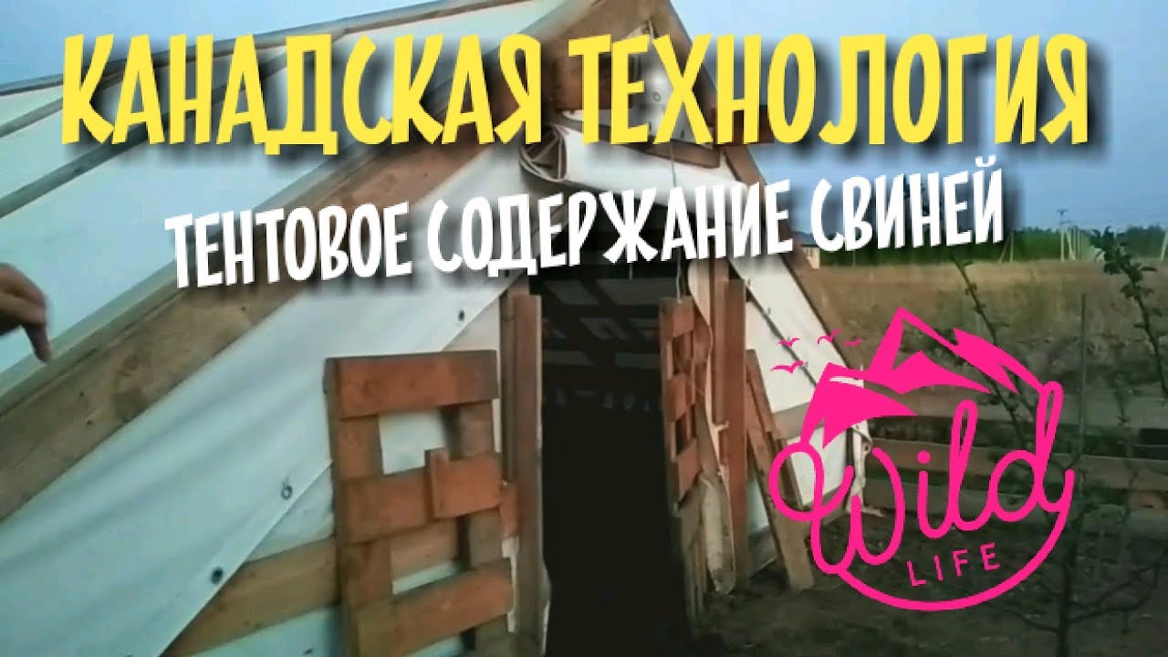 Тентовое содержание свиней. Канадская технология / Вьетнамские свиньи