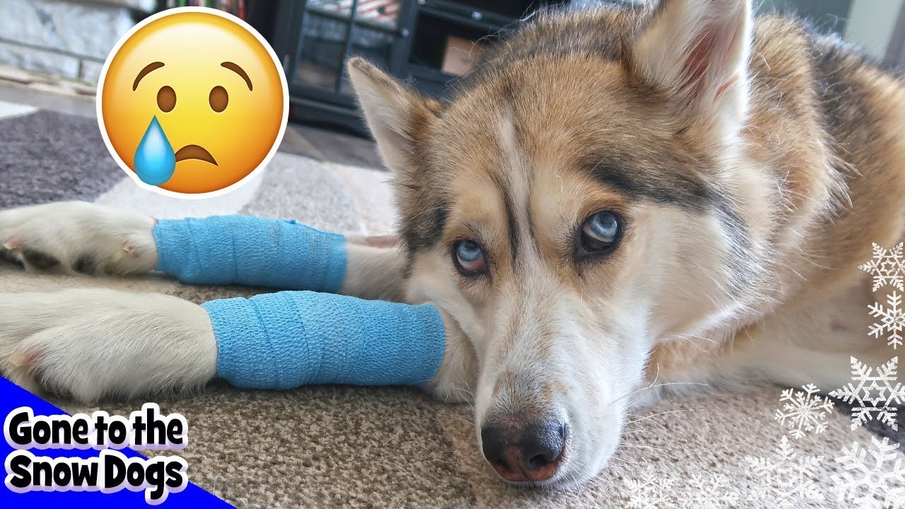 Shelby has TWO more Lumps | Shelby the Husky after Surgery at the vet