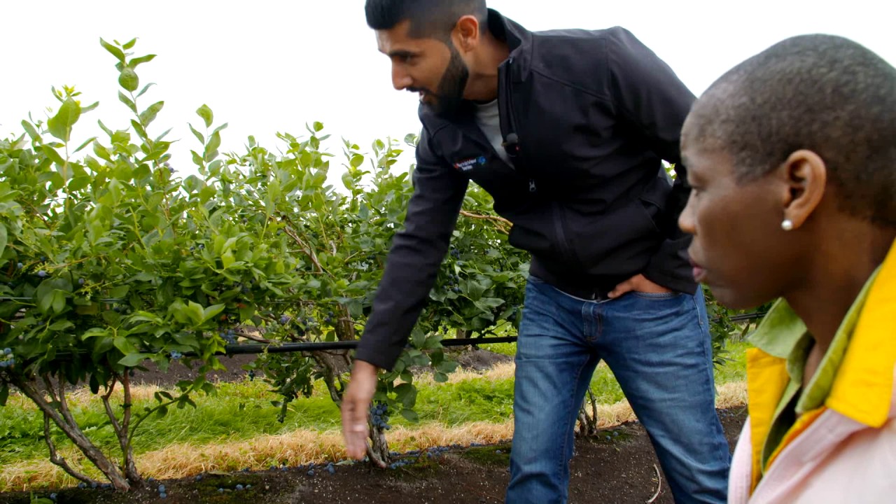 Mountain View Berries | Everson, WA | Washington Grown