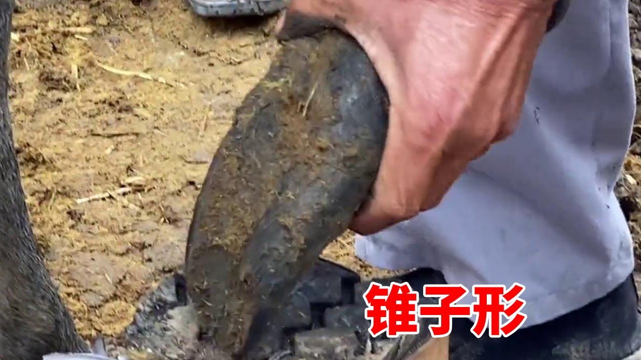修驴蹄合集：锥子型尖蹄子，张师傅一铲下来一大块，痛快！修好立马卖掉！【刚哥的生活日记】
