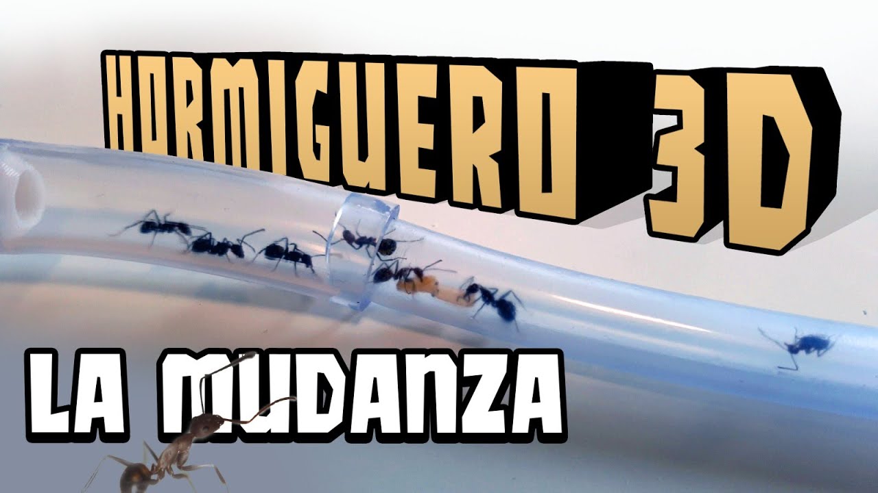 MIS HORMIGAS SE MUDAN A UN HORMIGUERO 3D