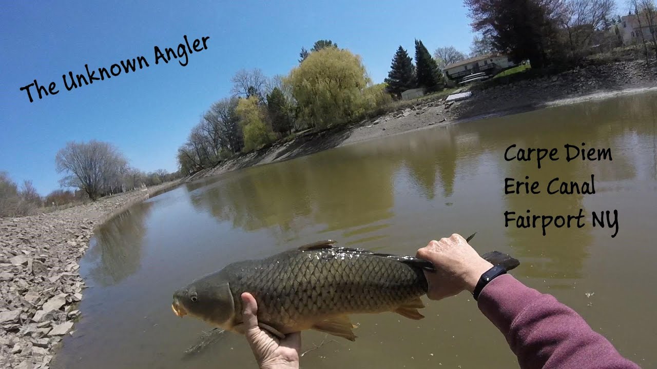 Carpe Diem: Fly fishing for Carp on the Erie Canal, Fairport NY