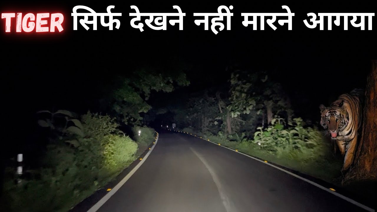Tiger Attack And Killed a Road Builder | Night Drive Jim Corbett National Park | Hindi Documentary 