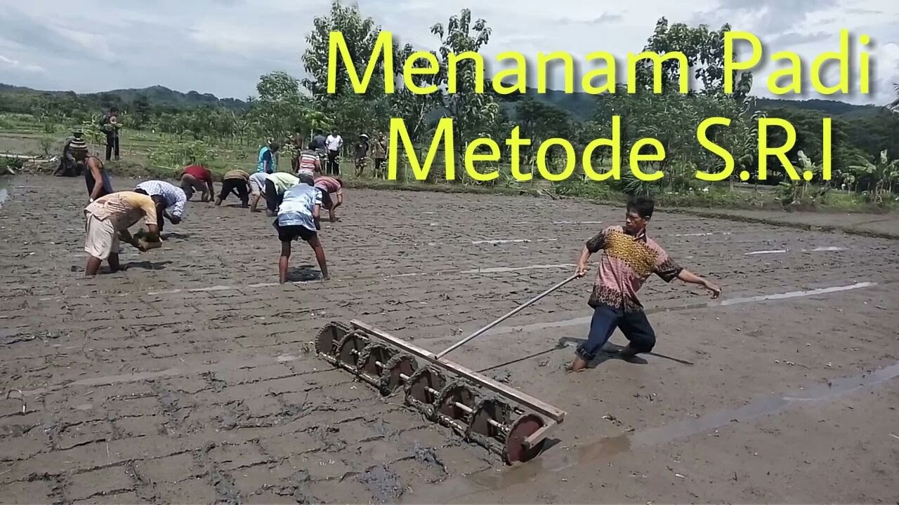 LANGKA ! MENANAM PADI METODE S R I | LEBIH IRIT, PANEN LEBIH BESAR | System Of Rice Intensification