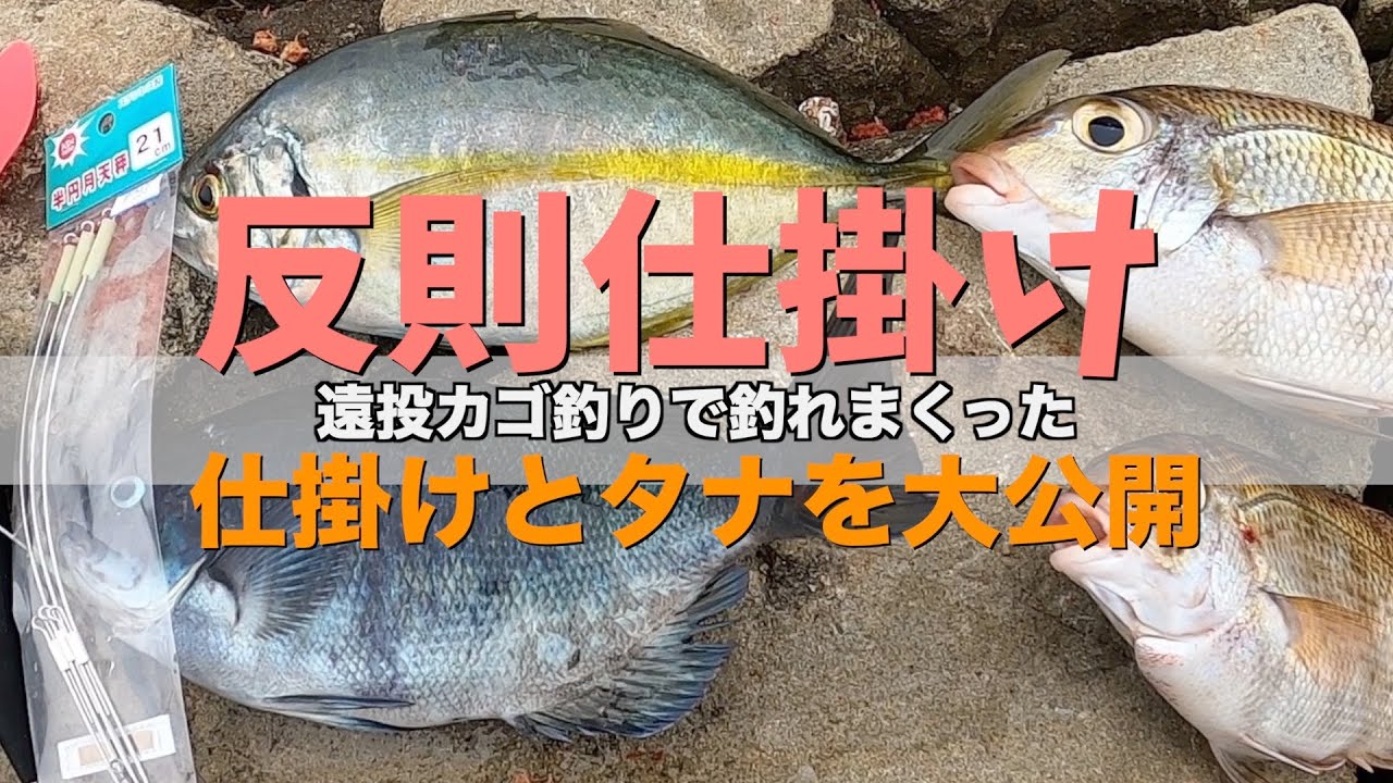 釣れすぎるカゴ釣り仕掛けとタナをわかりやすく【シマアジ、メイチダイ、メジナ、ヒブダイ編】