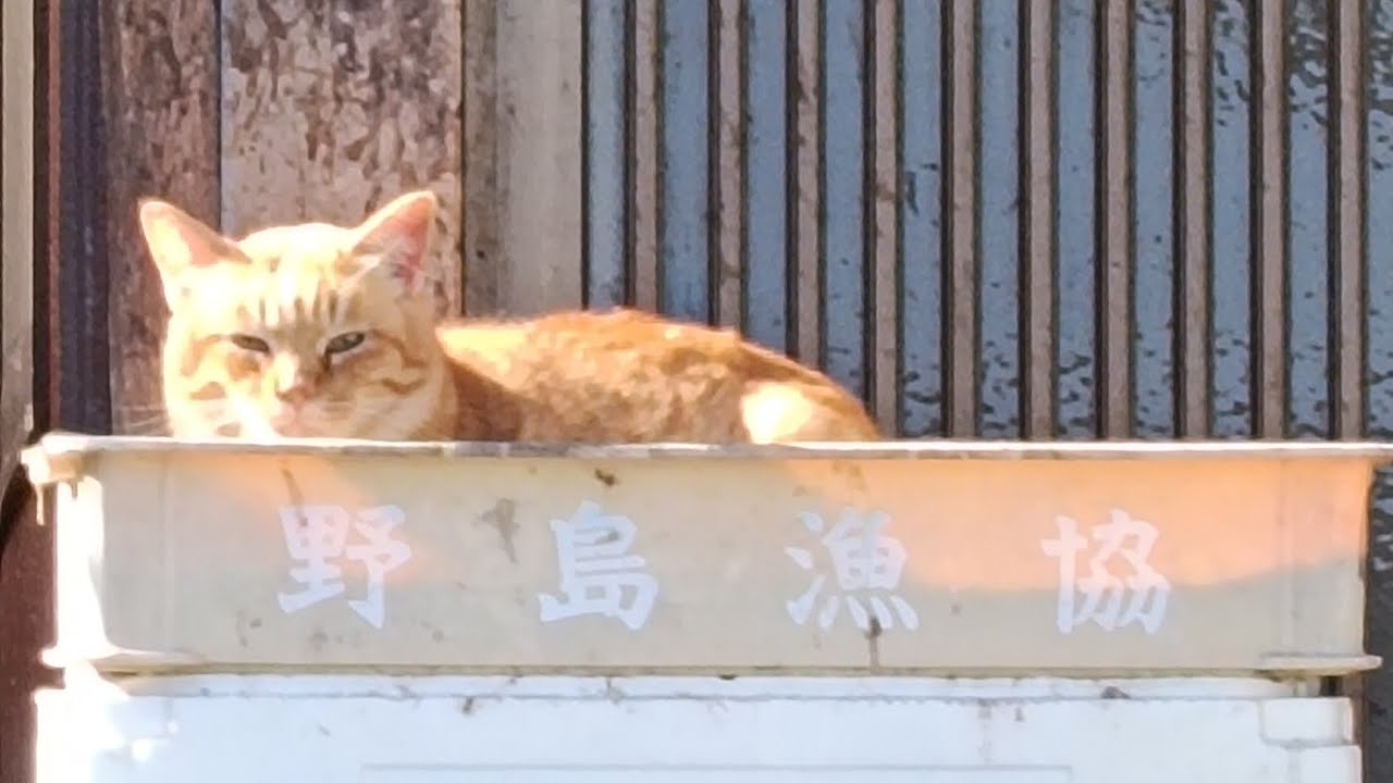 山口県♡あかね島