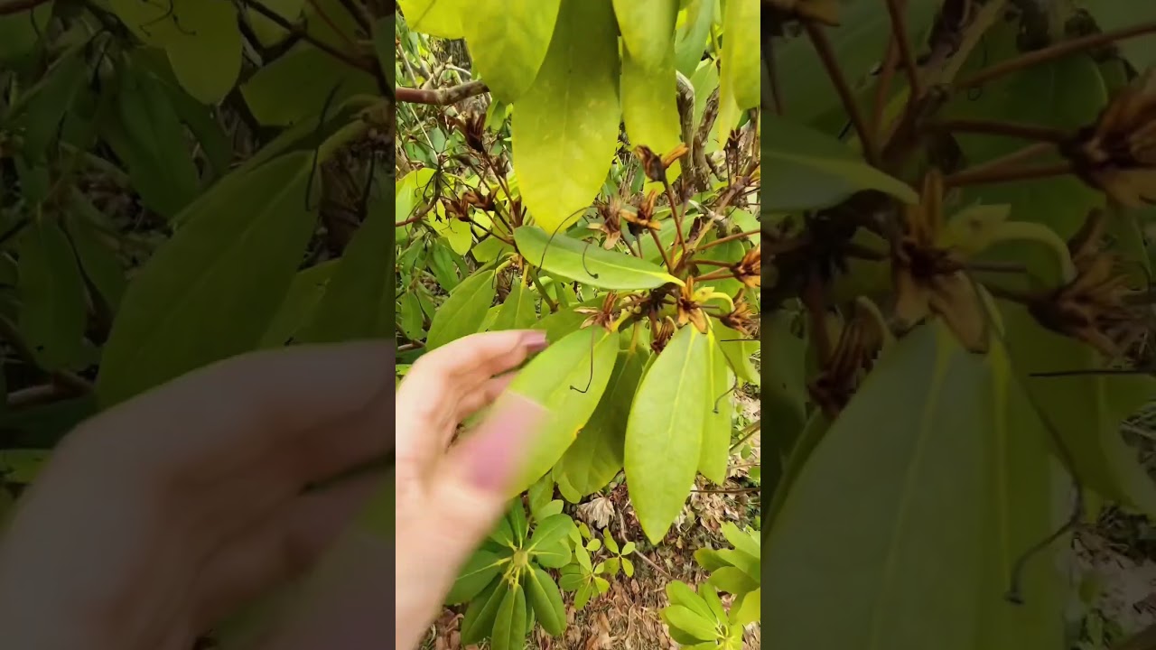 Garden ASMR 🌸🍃 