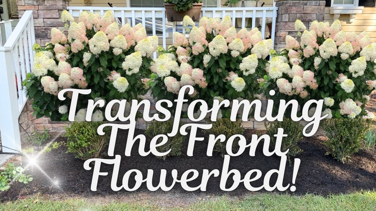 Planting A Hedge of Quick Fire Fab Hydrangeas! Laura’s Favorite!