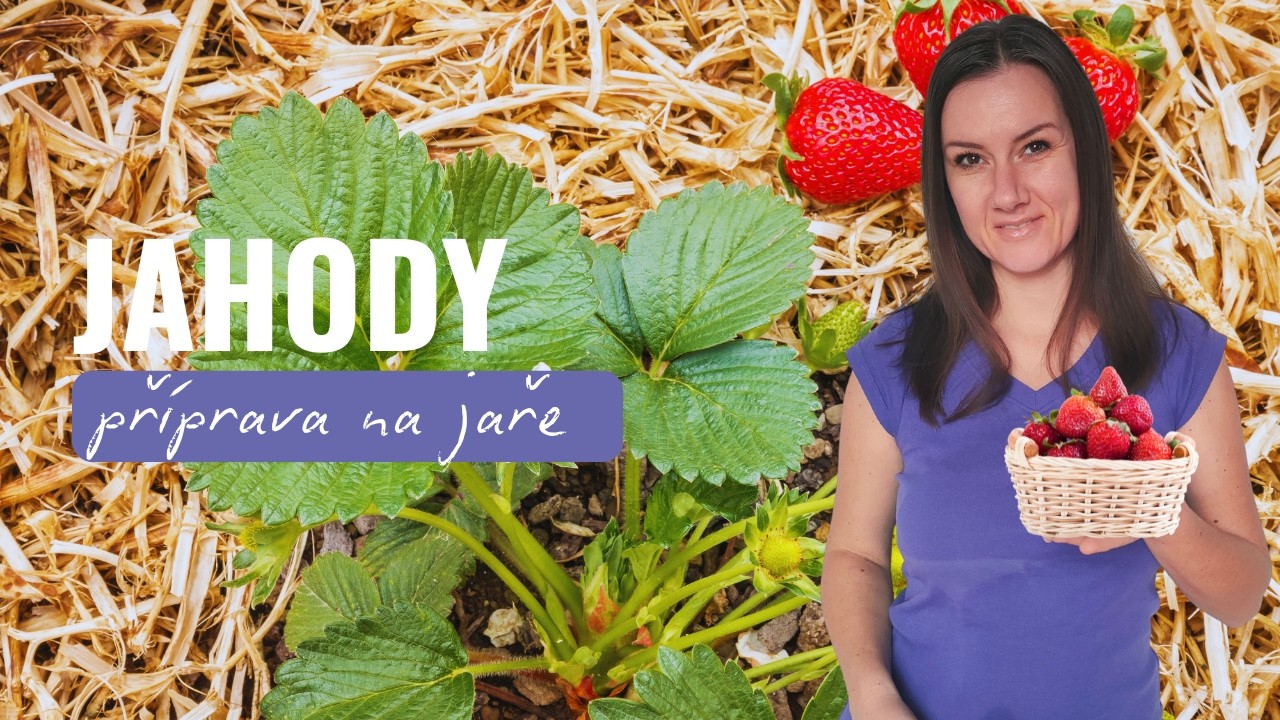 Jak na jaře připravit záhon jahod a mít tak velkou a zdravou úrodu