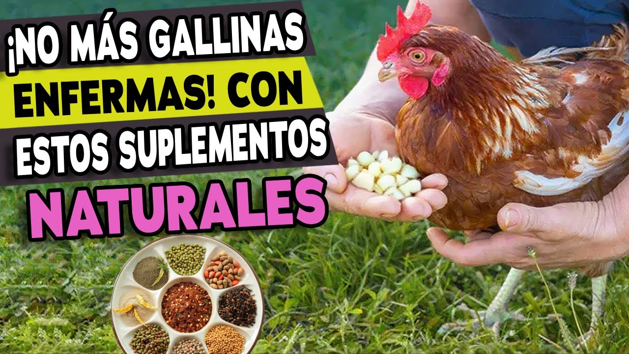 C&oacute;mo Logr&eacute; Que Mis Gallinas Nunca M&aacute;s Se Enfermaran con Suplementos Naturales