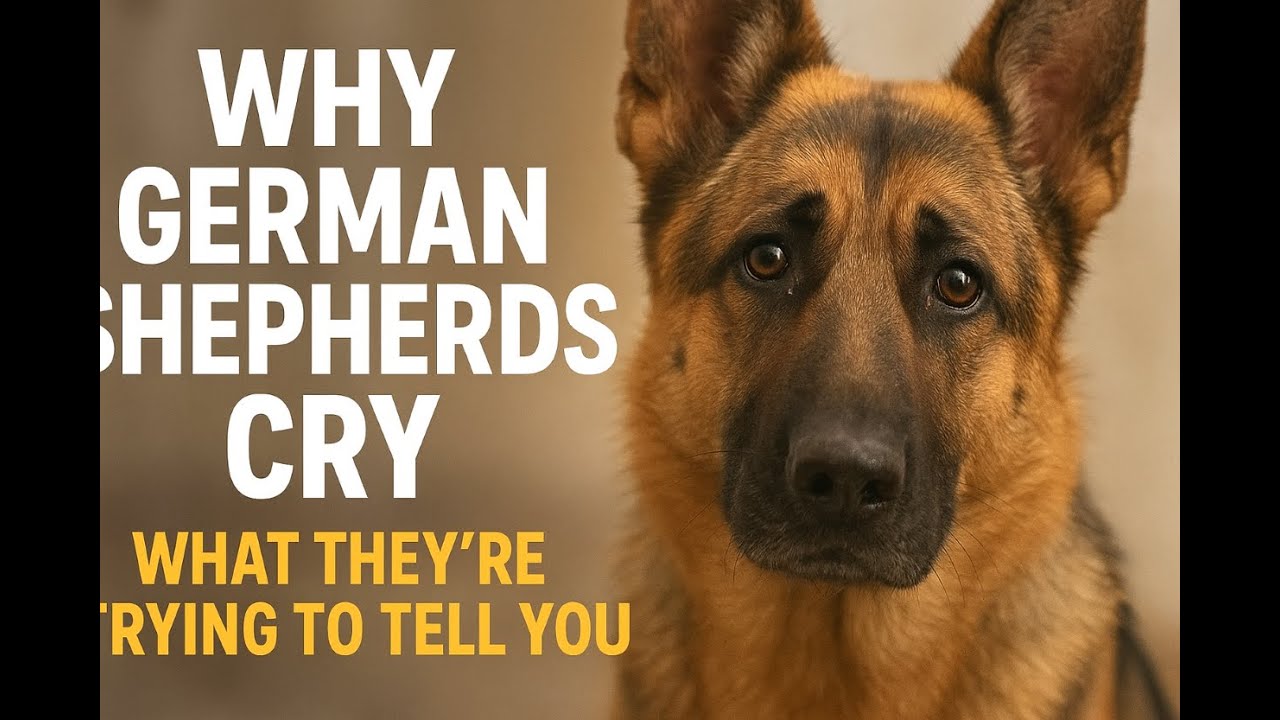 “Why German Shepherds Cry and What It Really Means”