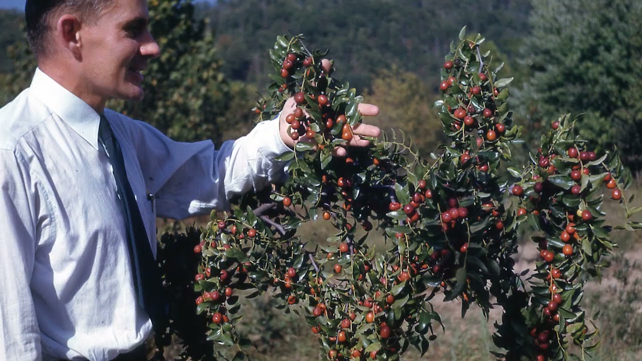 Living History on TVA's Norris Reservation