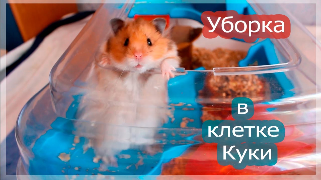 Уборка в клетке Куки