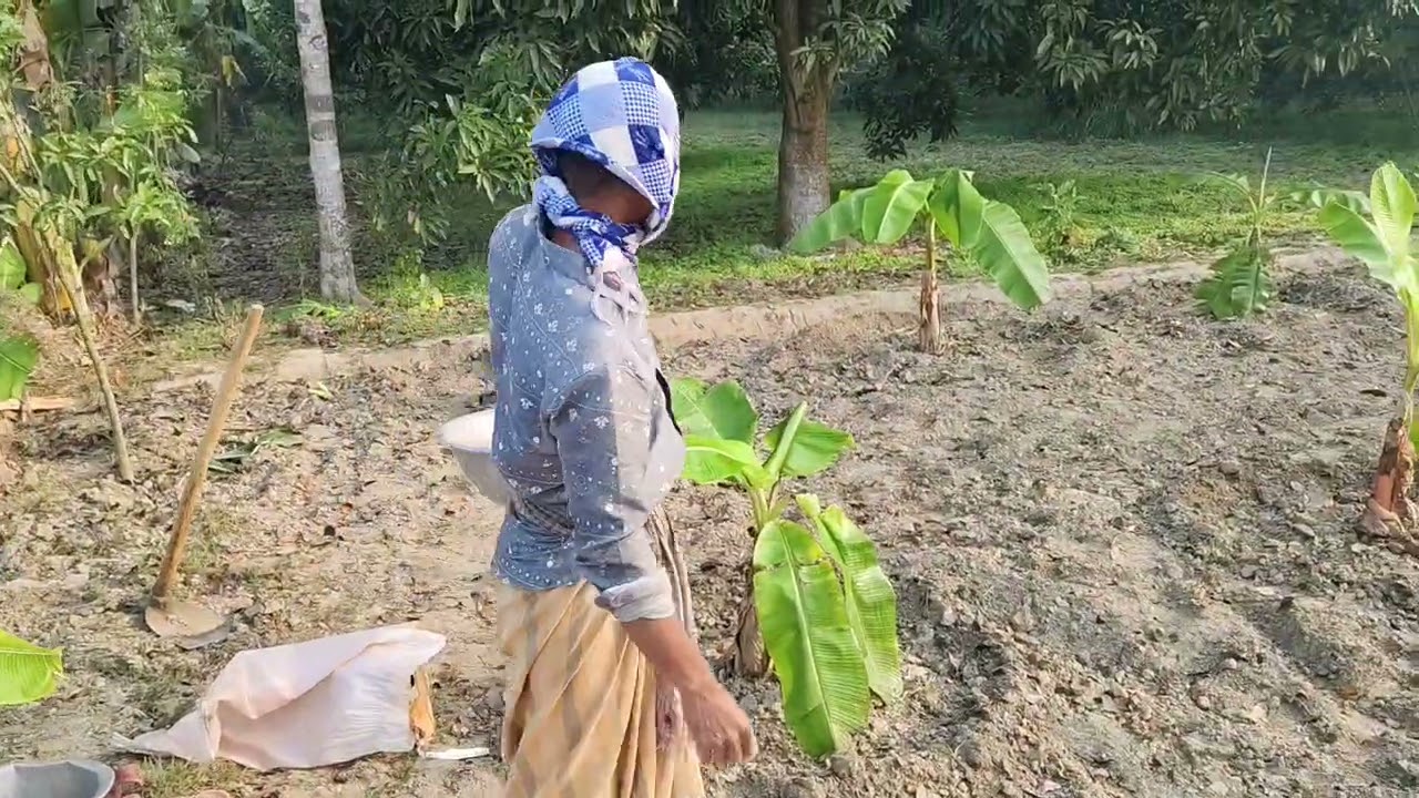 কলা গাছে কিভাবে সার দেওয়া হয় 