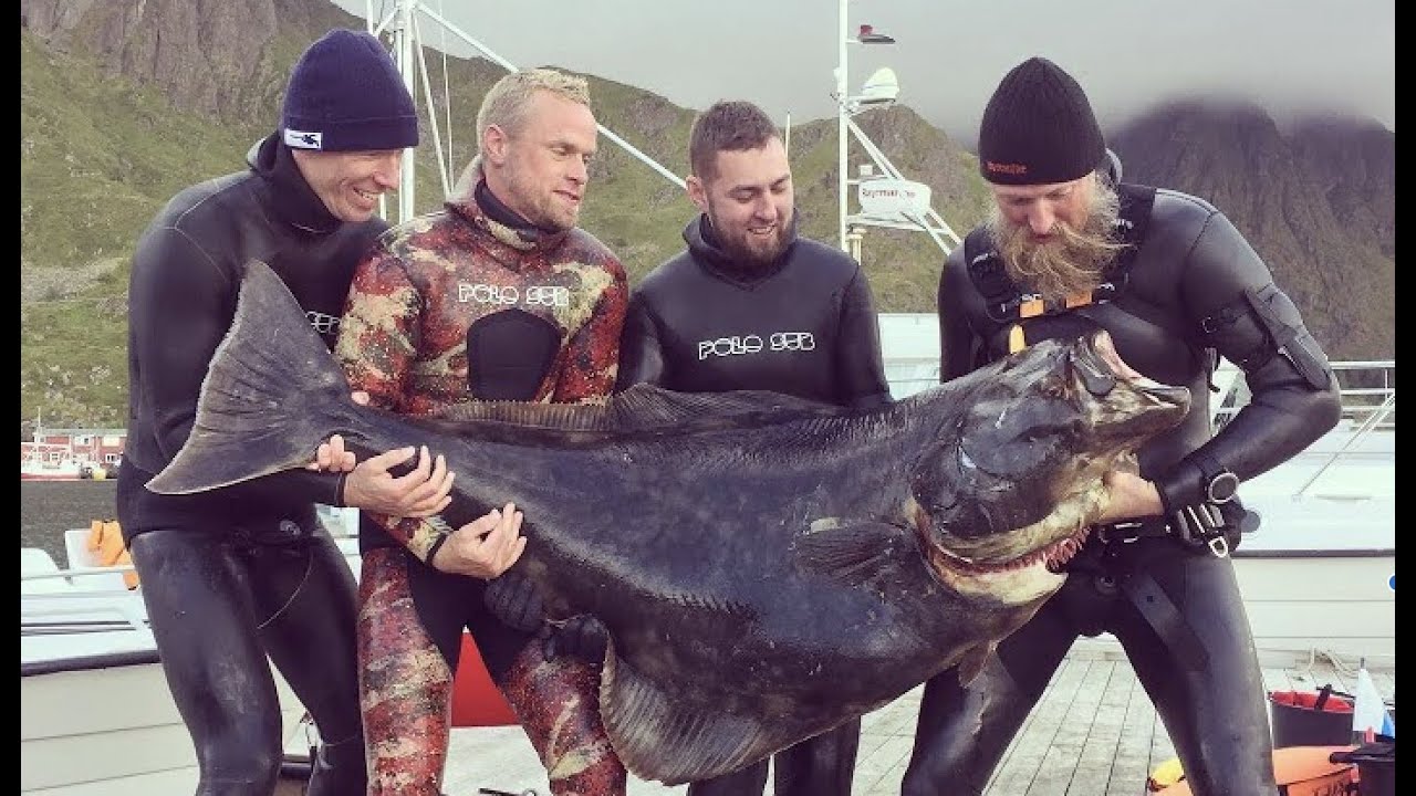 Spearfishing Giant Arctic Halibut | Northern Norway | Epic Nature and Underwater Footage