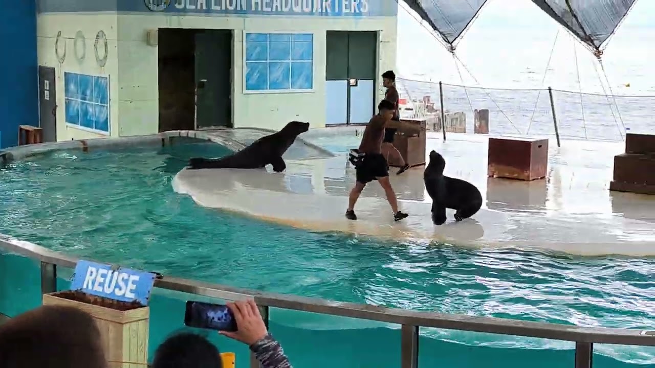 Sea lions