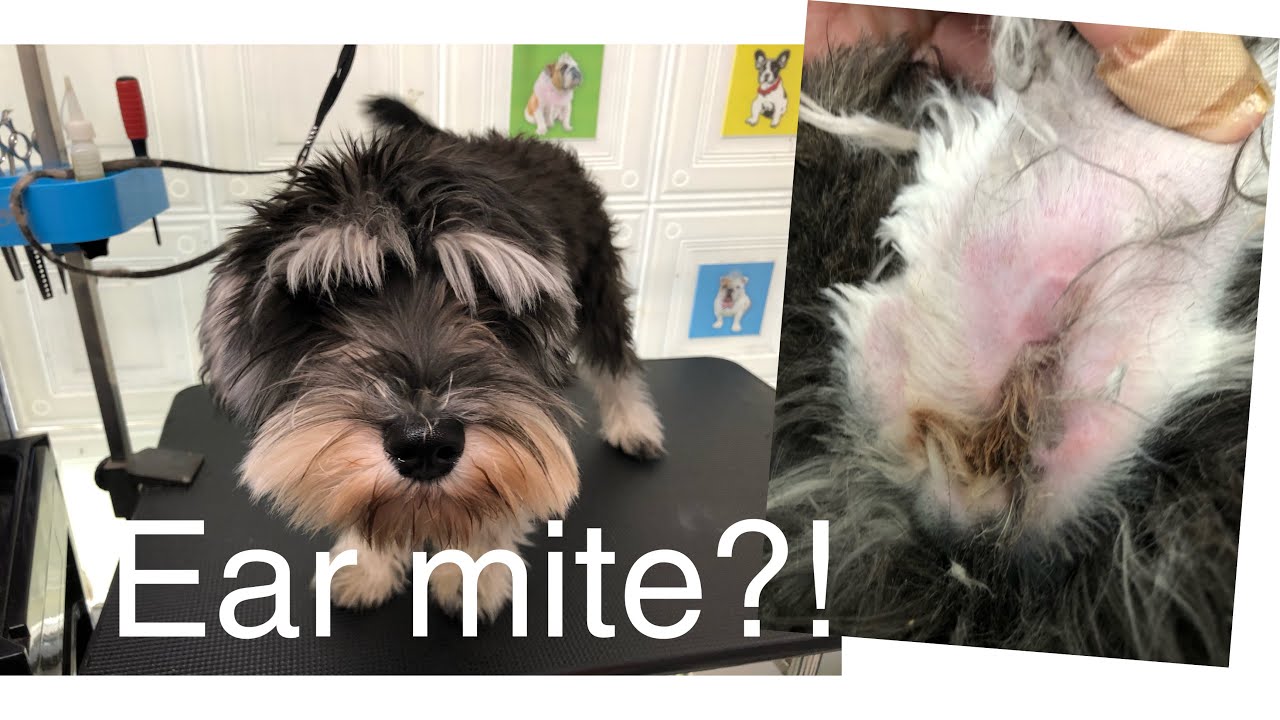Dog grooming |1st - timer Bad ear infection