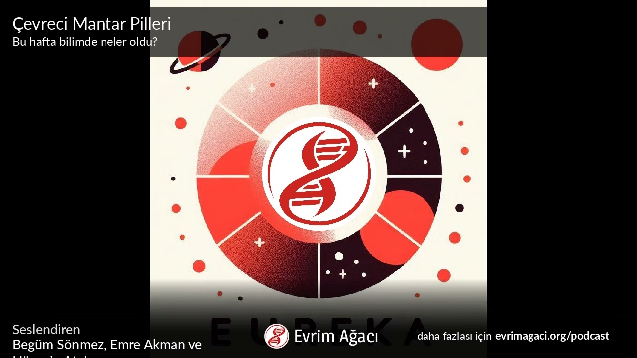 Çevreci Mantar Pilleri