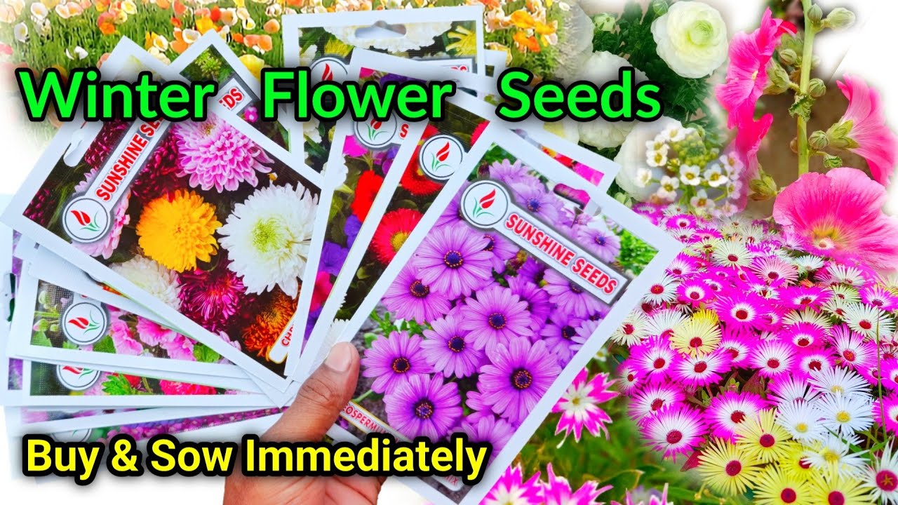 Winter Flowers Name & Sowing Time / Winter Flower Seeds