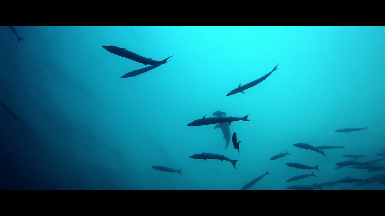 The Dreketi River & Estuary Shark & Ray River Survey