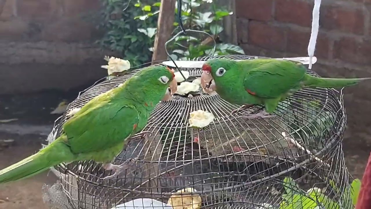 JESUCRISTO  SUFRIÓ  POR  TI  Y  POR  MI, SÓLO  PARA  DARNOS  VIDA  ETERNA...
