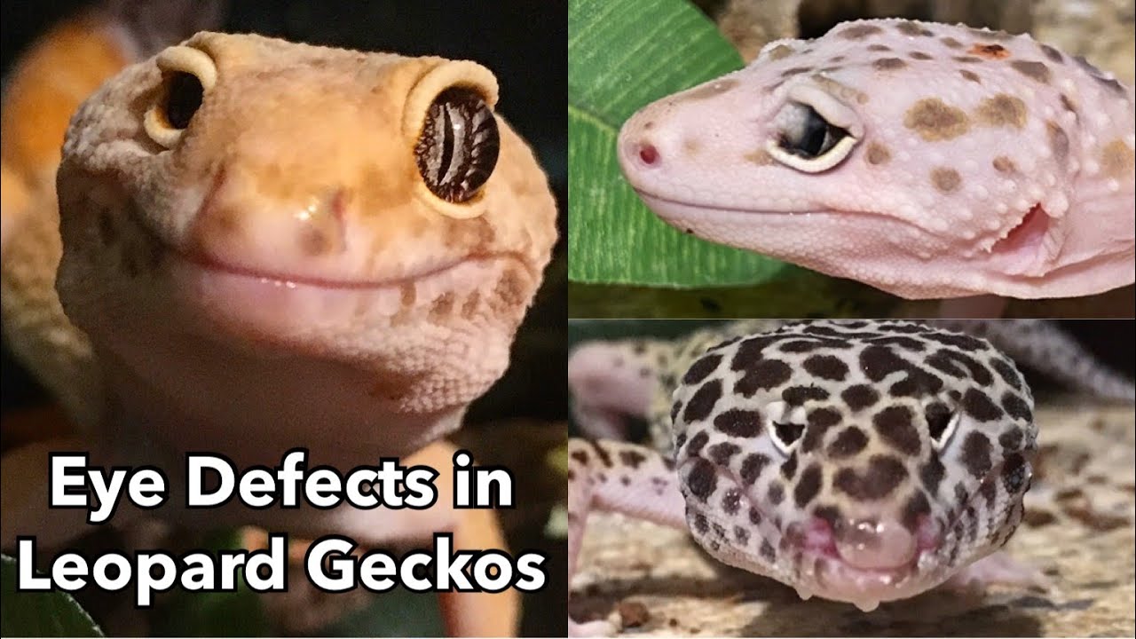 Eye Defects & Injuries in Leopard Geckos