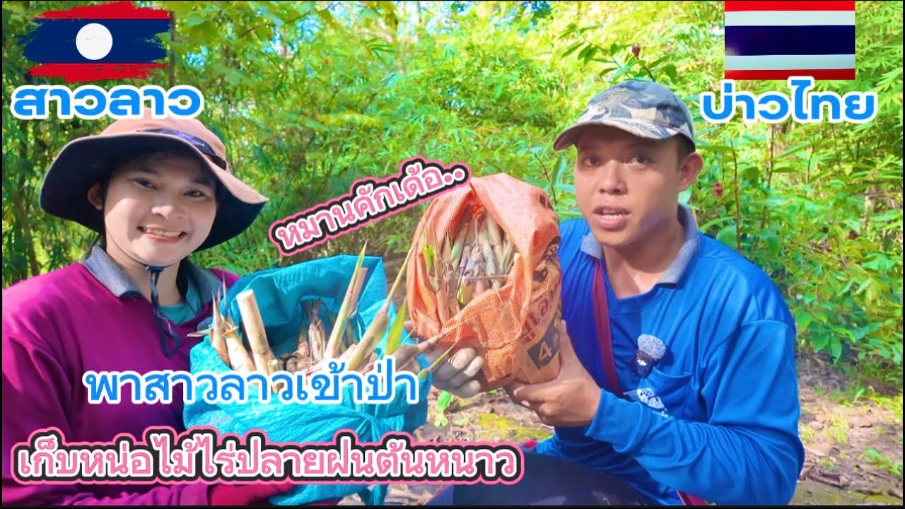 พาสาวลาวเข้าป่าเก็บหน่อไม้ไร่ไปฝนต้นหนาวเยอะมาก