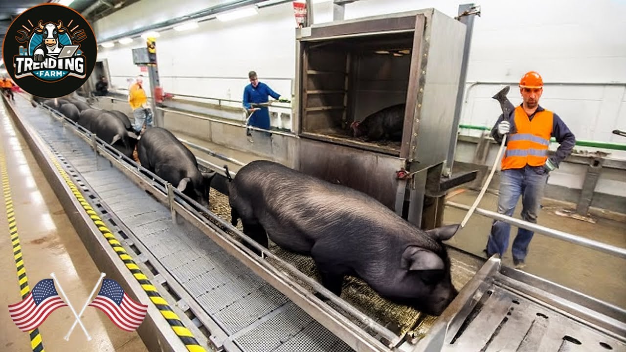 Ham By The Ton &ndash; How California&rsquo;s Mega Farms And Factories Keep The Meat Moving