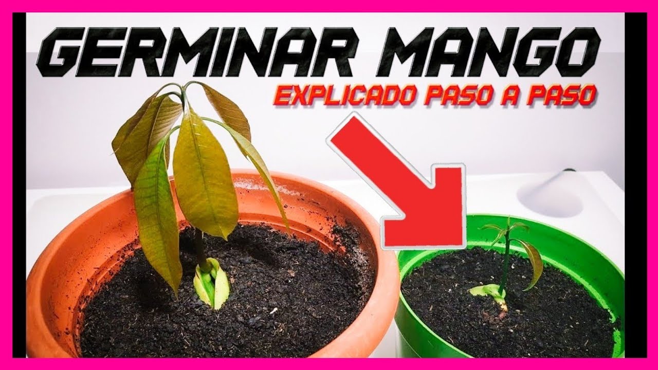 Como Sembrar Mango 🌱|| Germinar Mango || Semilla de Mango || Plantar Mango || Cultivo paso a paso