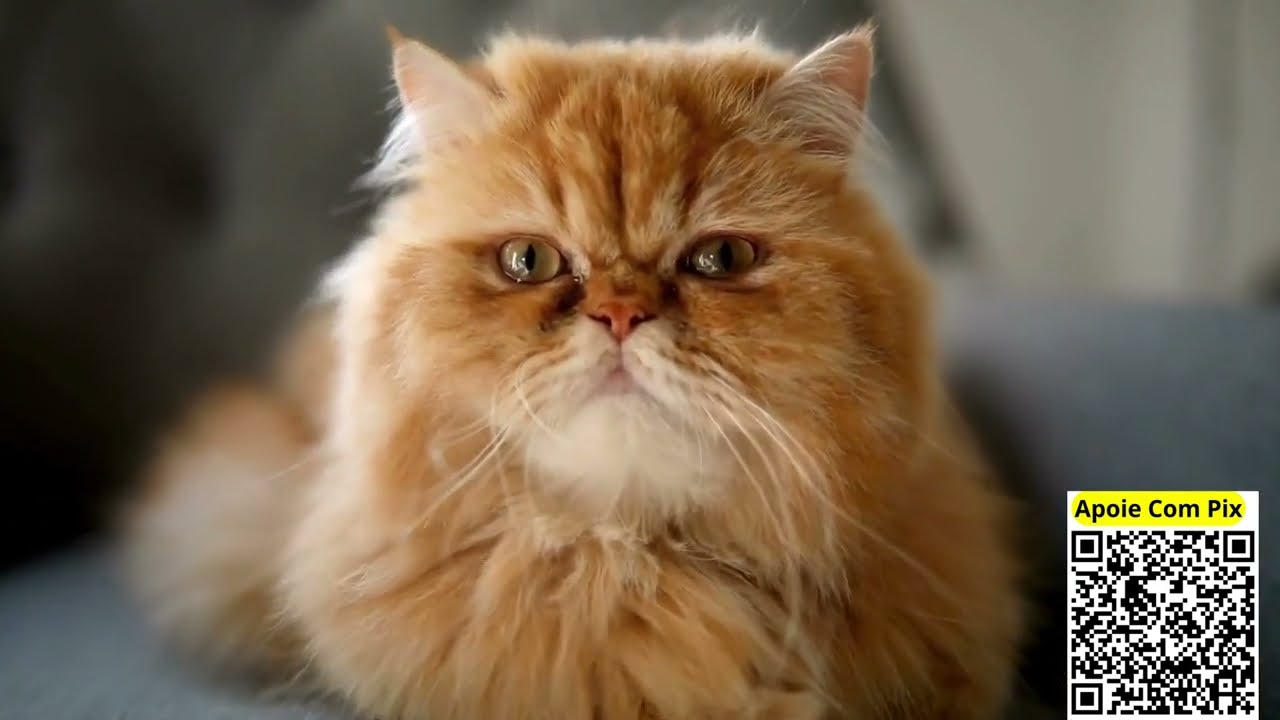 Descubra o Segredo dos Gatos Que Pode Transformar Seu Lar e Sua Vida