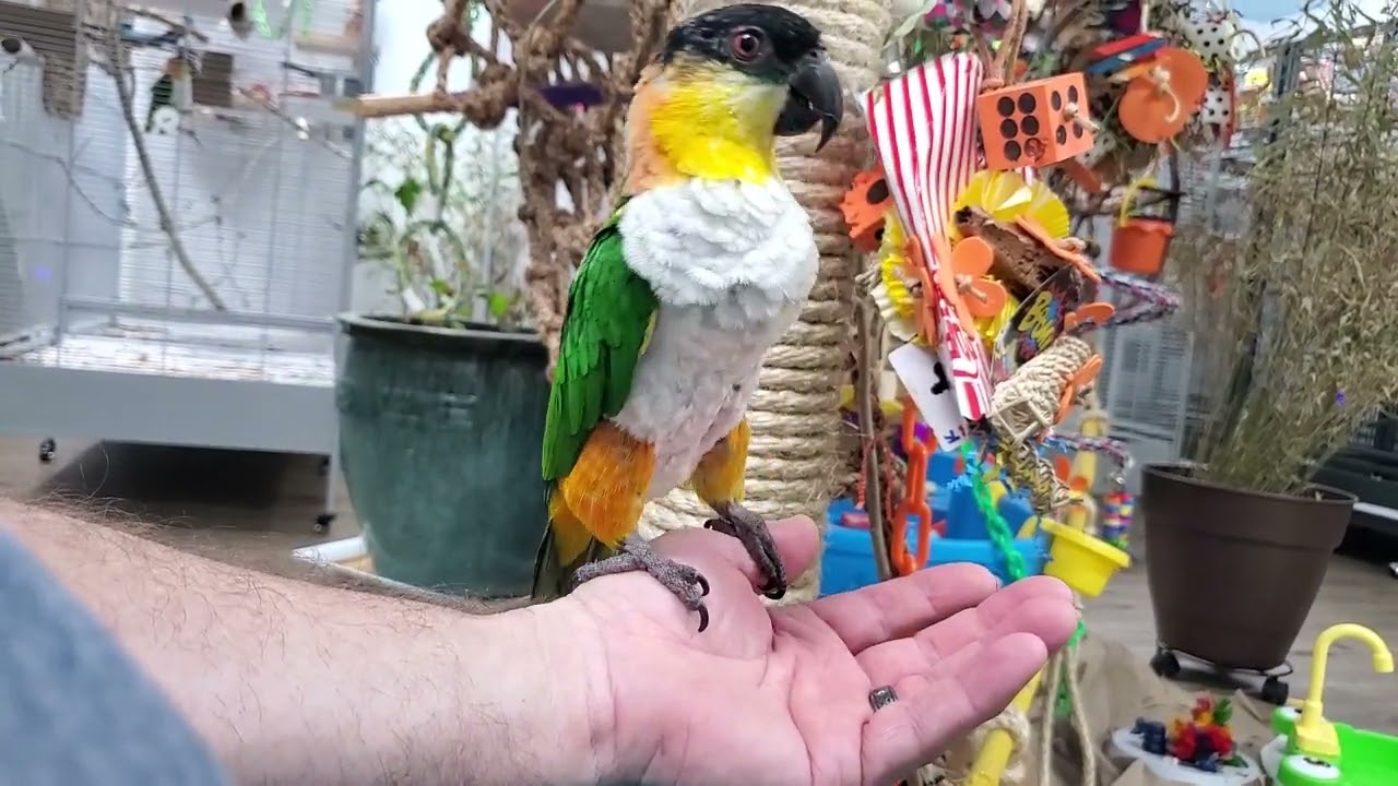 Happy Saturday everybirdy!!!