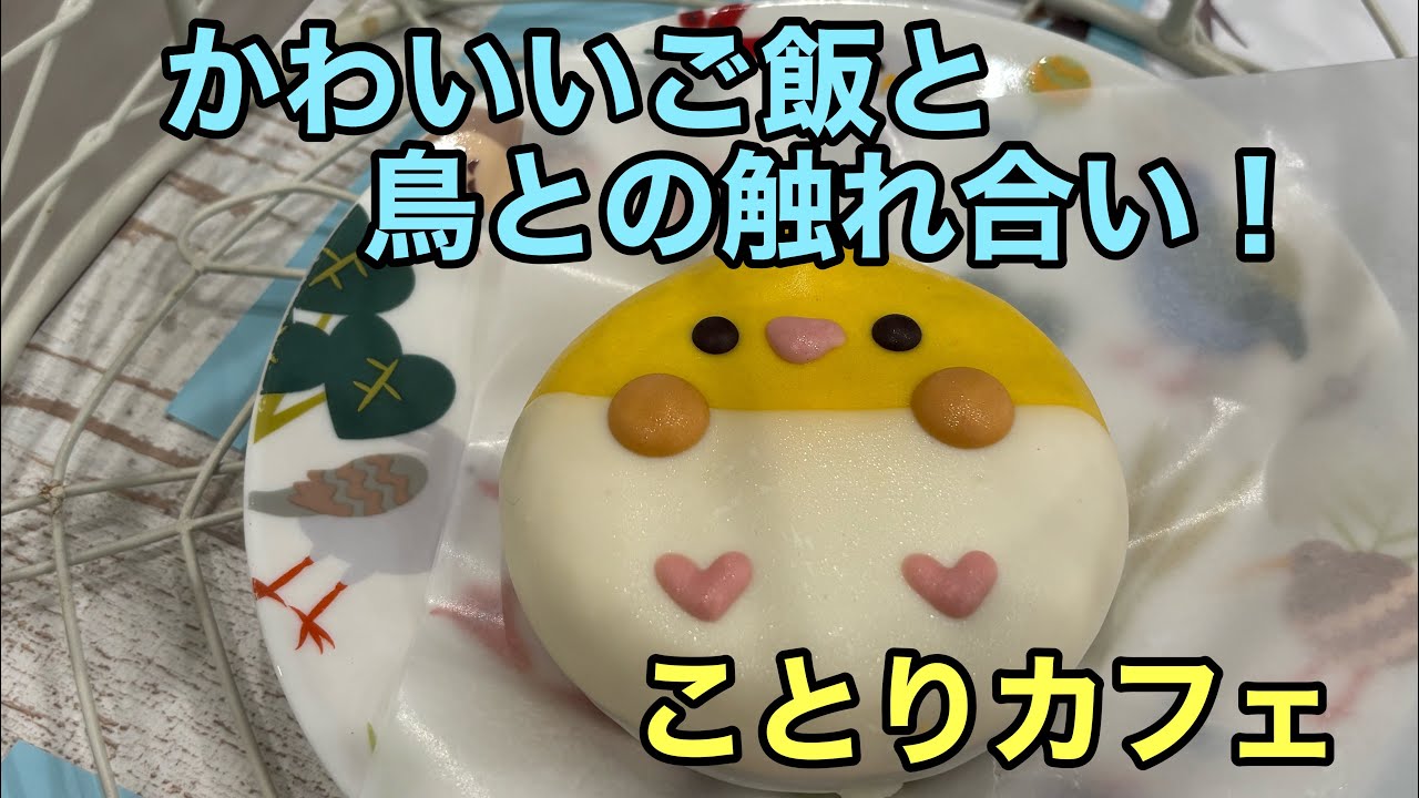 [Кафе Kotori] Милое и уютное место! @Ueno #попугаи #яванскиеворобьи #волнистыепопугайчики